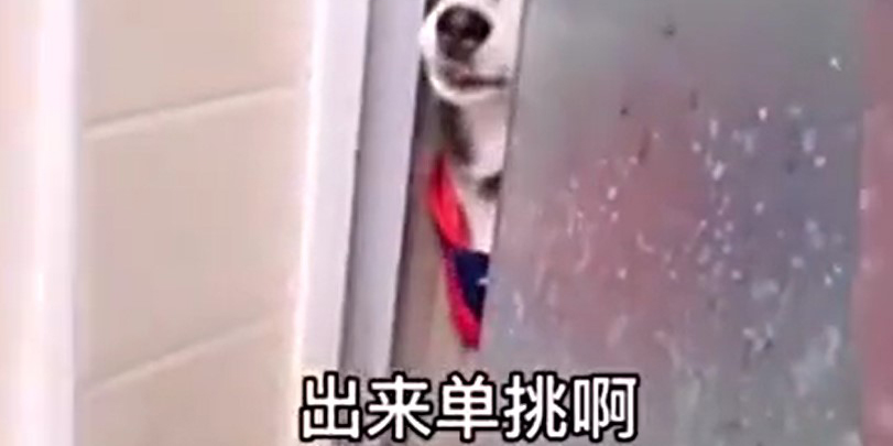 你他妈的看什么,出来单挑啊二哈表情包分享