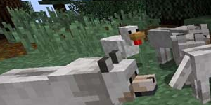 我的世界怎么驯服狼