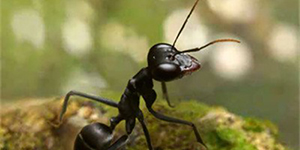 小小蚁国特化蚁排行一览